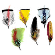 Dapper Side Feather 6-Pack